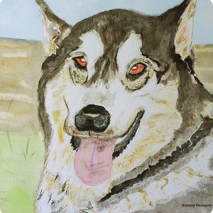 Huskie by Richard Pleasants